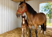 cheval buckskin