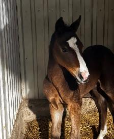 cheval buckskin - Photo 2