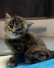 Purebred Maine Coon Kittens – Now Open for Reservation! - Photo 9