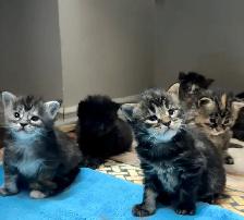Purebred Maine Coon Kittens – Now Open for Reservation! - Photo 10
