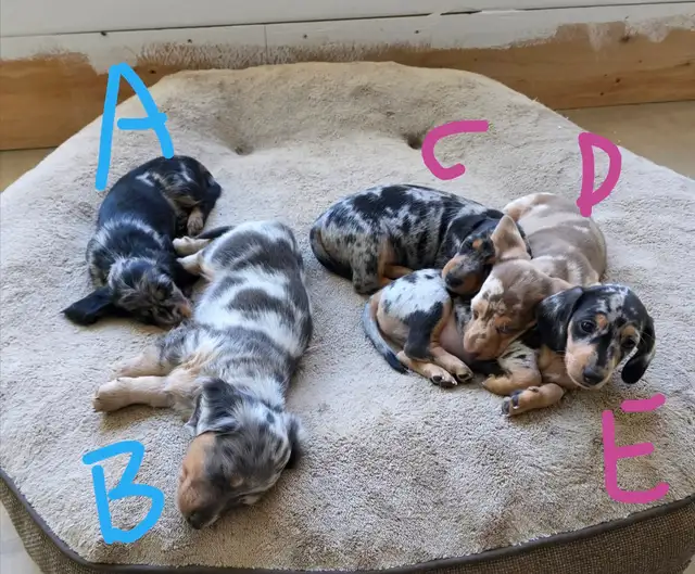 Mini daschuand puppies
