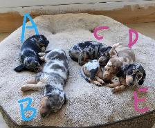 Mini daschuand puppies