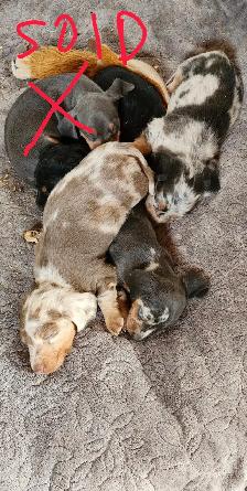 Mini daschuand puppies - Photo 2