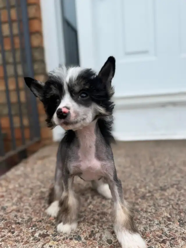 CKC registered Chinese crested puppy