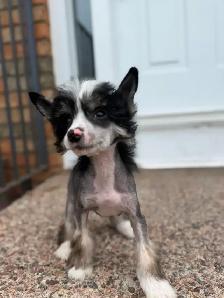 CKC registered Chinese crested puppy