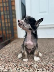 CKC registered Chinese crested puppy - Photo 2