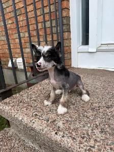 CKC registered Chinese crested puppy - Photo 3