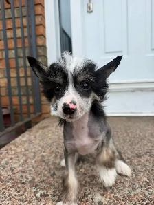 CKC registered Chinese crested puppy - Photo 4