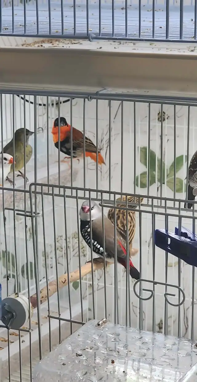 1 COUPLE DE RED BISHOP , TARIN MÂLE , TARIN FEMELLE MAGELLAN ETC