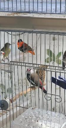 1 COUPLE DE RED BISHOP , TARIN MÂLE , TARIN FEMELLE MAGELLAN ETC