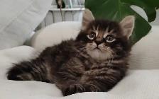Chaton Sibérien Hypoallergene - Photo 2