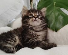 Chaton Sibérien Hypoallergene - Photo 4
