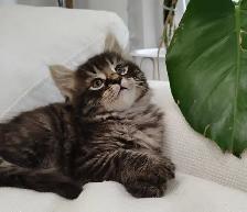 Chaton Sibérien Hypoallergene - Photo 5