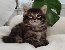 Chaton Sibérien Hypoallergene - Photo 6