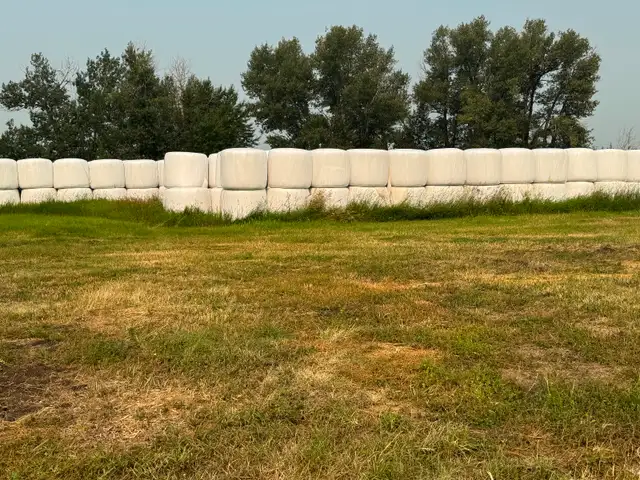 Oat Silage Bales