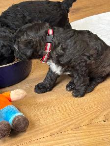 CAVAPOO MALE PUPPY - Photo 2