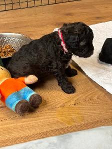 CAVAPOO MALE PUPPY - Photo 3