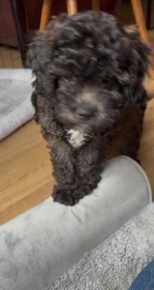 CAVAPOO MALE PUPPY - Photo 4