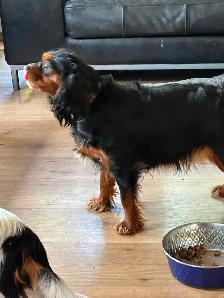 CAVAPOO MALE PUPPY - Photo 6