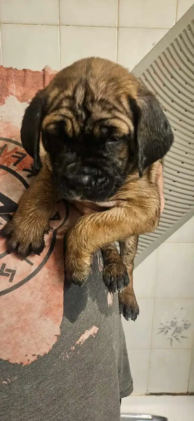 Cane Corso Puppies