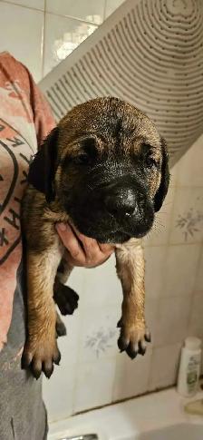Cane Corso Puppies - Photo 2