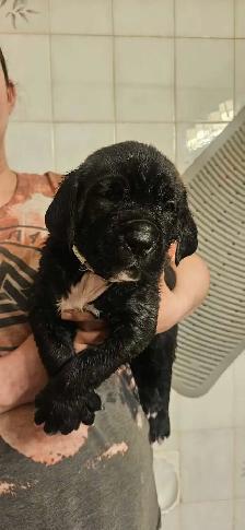 Cane Corso Puppies - Photo 3