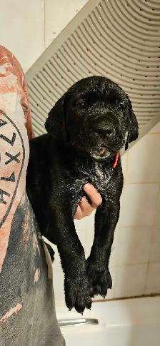 Cane Corso Puppies - Photo 4