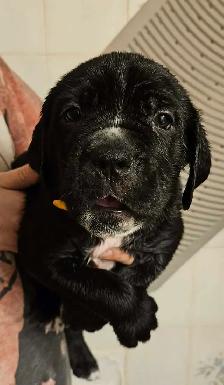 Cane Corso Puppies - Photo 5