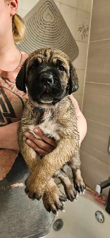 Cane Corso Puppies - Photo 6