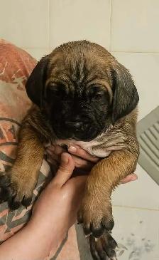 Cane Corso Puppies - Photo 7