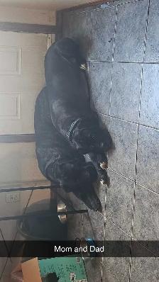 Cane Corso Puppies - Photo 8