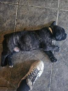 Cane Corso Puppies - Photo 9