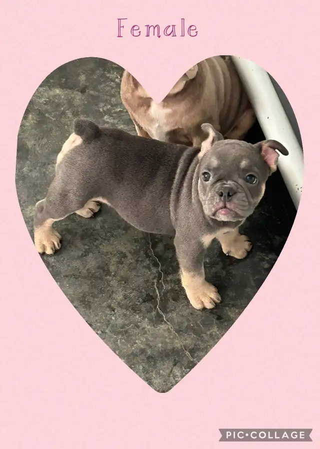 Bantam Bulldog Puppies