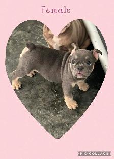 Bantam Bulldog Puppies