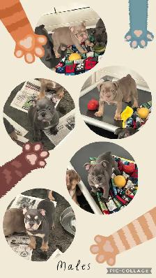 Bantam Bulldog Puppies - Photo 2