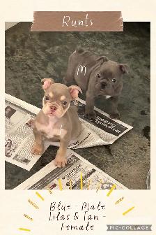 Bantam Bulldog Puppies - Photo 3