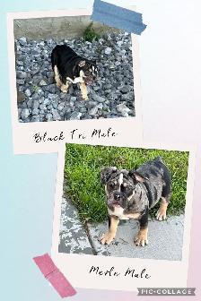 Bantam Bulldog Puppies - Photo 4