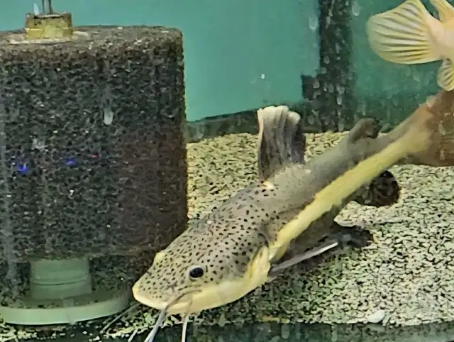 red tail catfish 9'