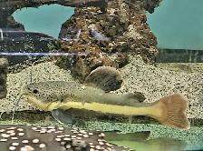 red tail catfish 9' - Photo 2