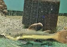 red tail catfish 9' - Photo 3