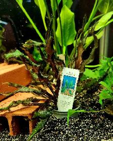 lots of different fish, plants & more (see list below) - Photo 8