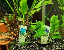 lots of different fish, plants & more (see list below) - Photo 9