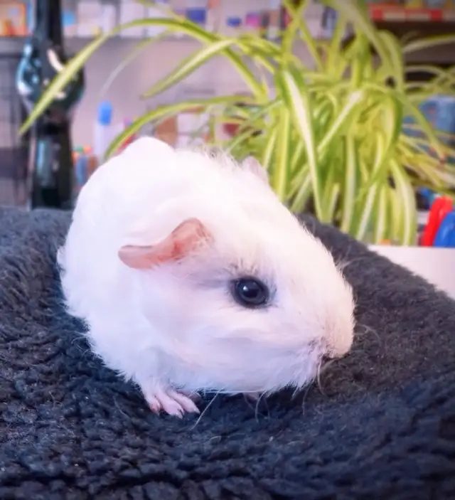 Bébé Cochon d'inde Teddy