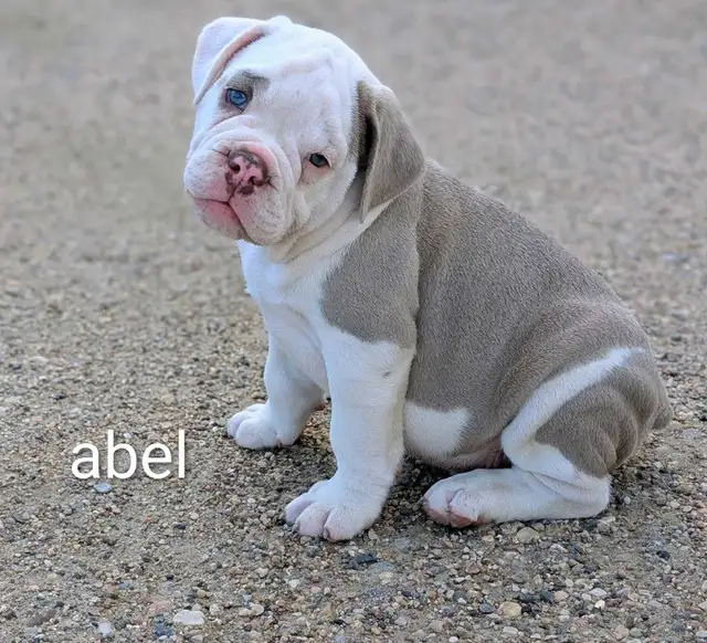 olde English bulldogge puppies ready now