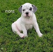olde English bulldogge puppies ready now - Photo 2