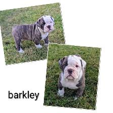 olde English bulldogge puppies ready now - Photo 3