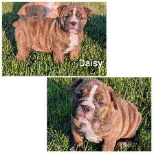 olde English bulldogge puppies ready now - Photo 4