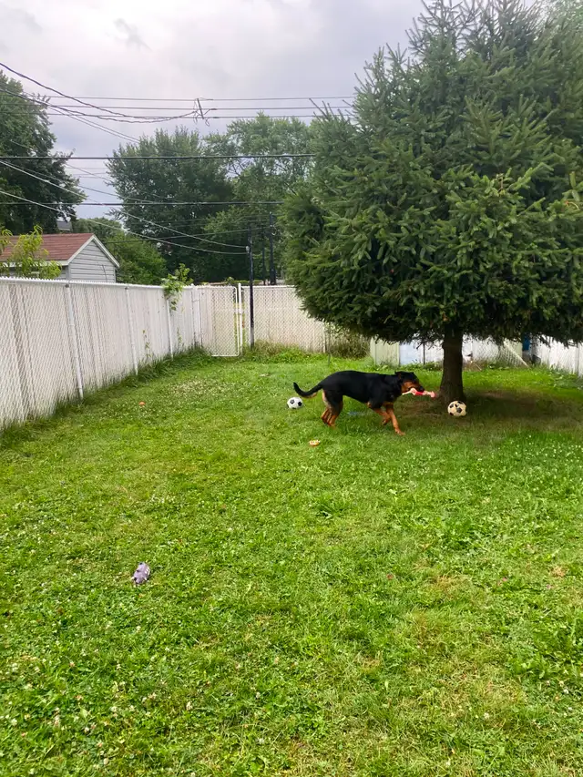 Service de garde pour chiens et chats