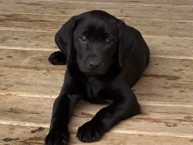 CHIOT LABRADOR PURE RACE
