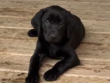 CHIOT LABRADOR PURE RACE